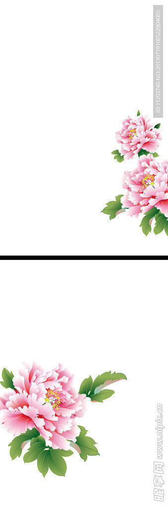 牡丹