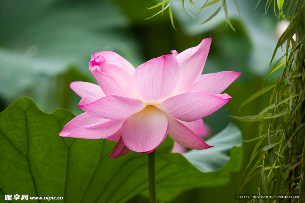 荷花