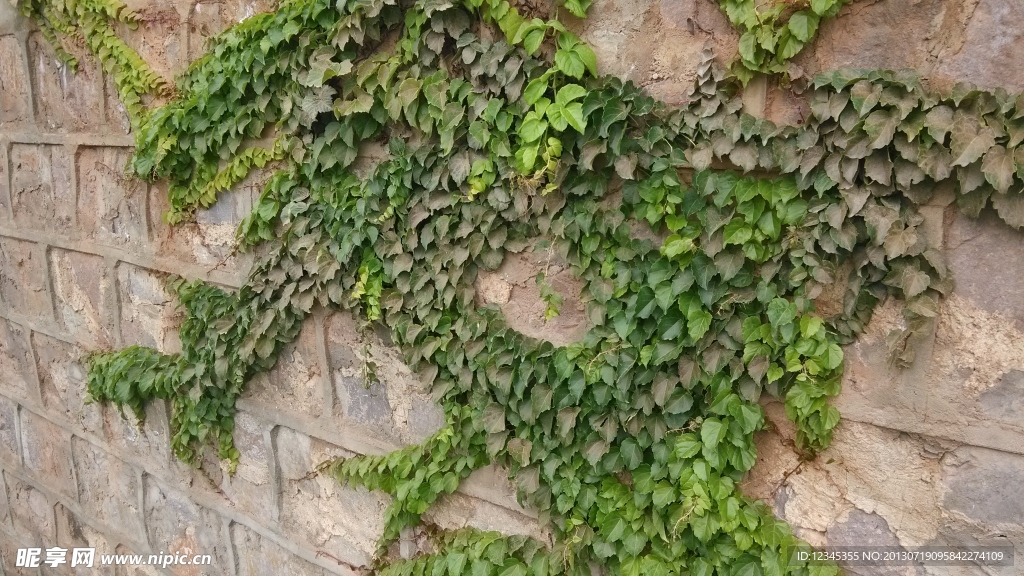 墙壁上的植物