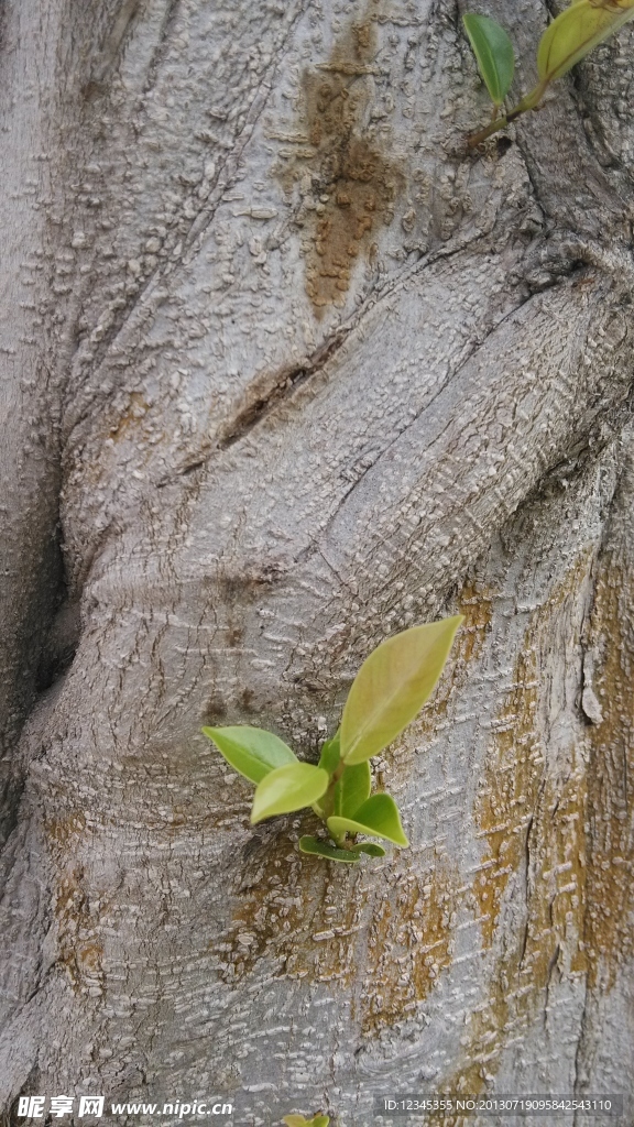 树干上的新芽