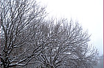 雪景