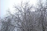 雪景