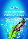 乌鱼海报