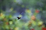 蜜蜂飞舞