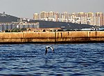 海鸥起飞
