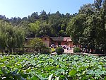 毛泽东故居 夏天 荷
