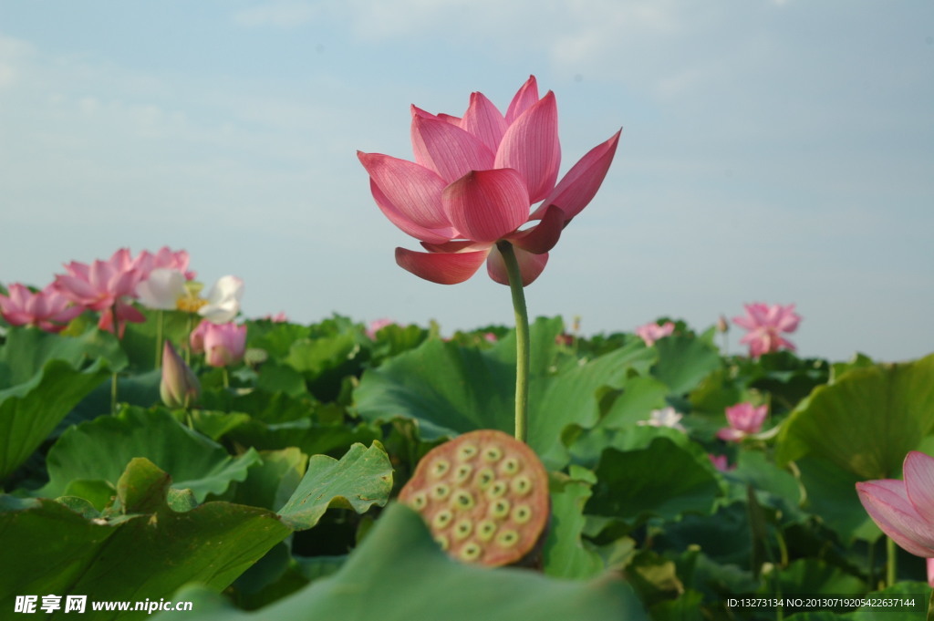 荷花