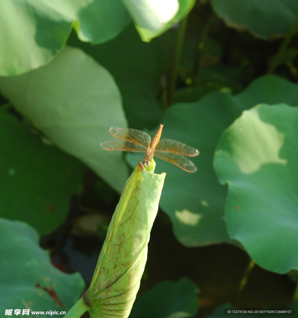 荷叶 蜻蜓
