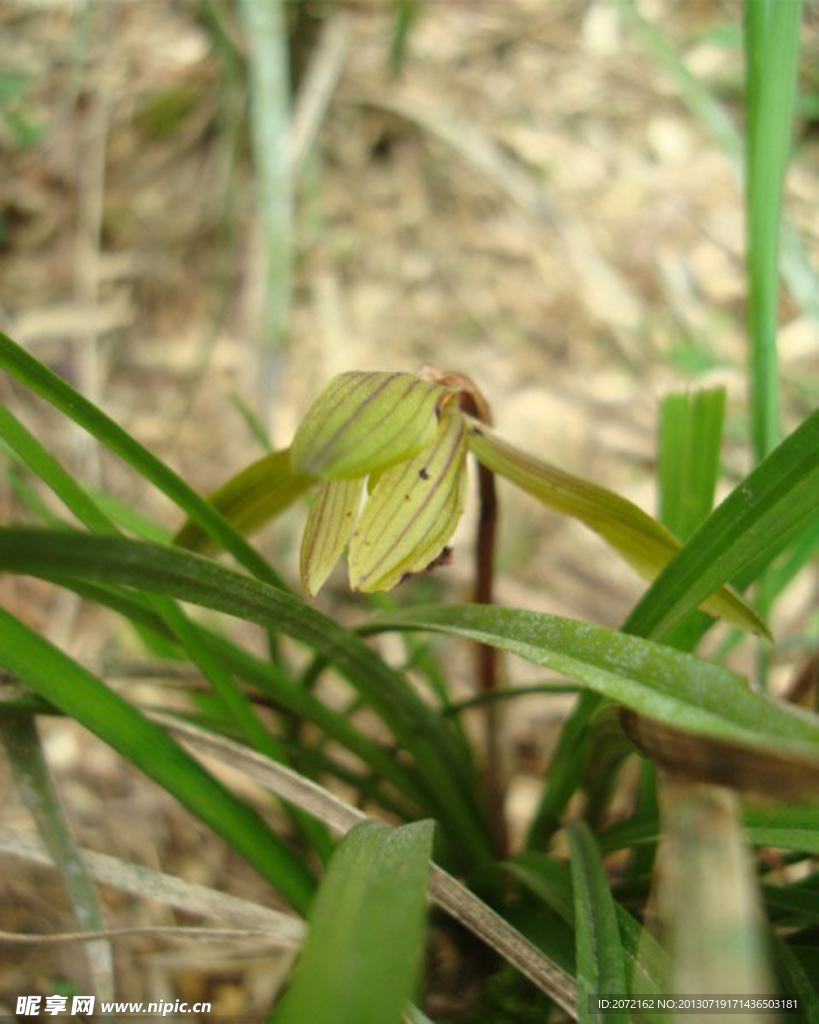 君子兰花春兰胡姬花