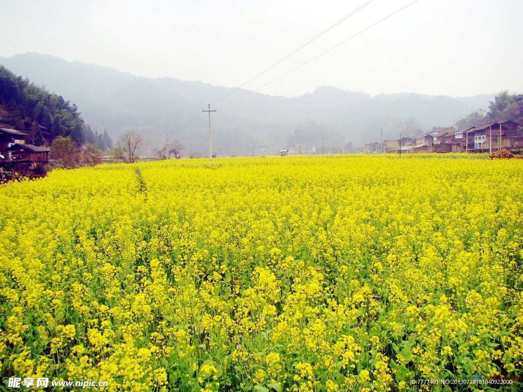 油菜花