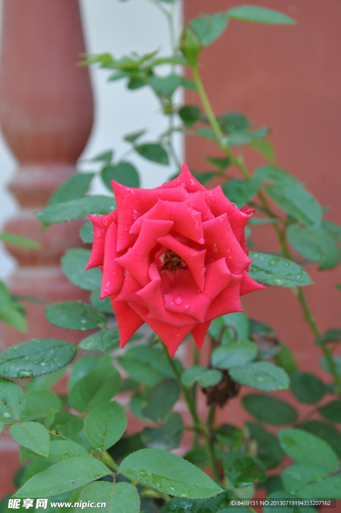 玫瑰花