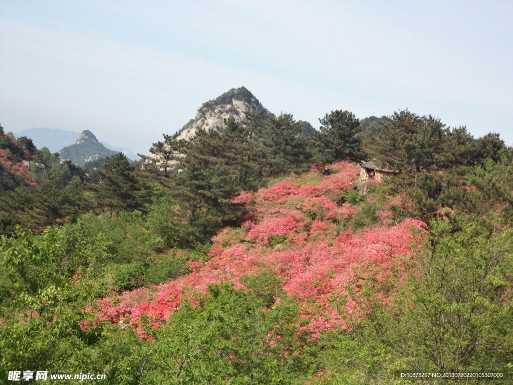 麻城杜鹃花