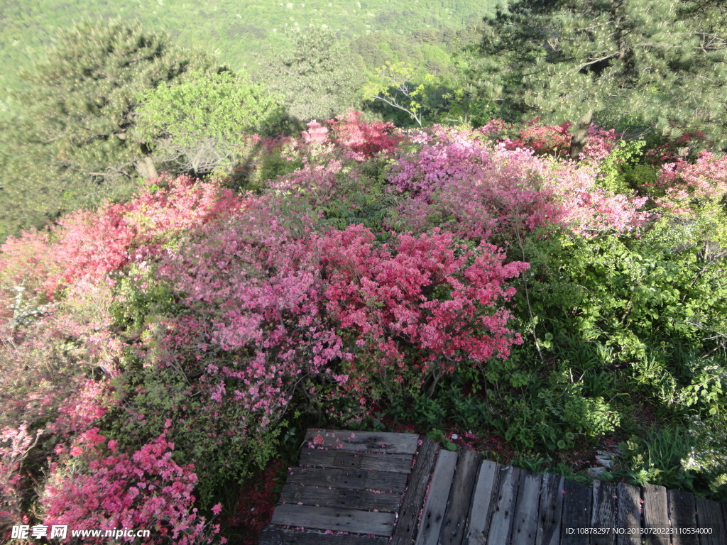 杜鹃花花园楼梯走道