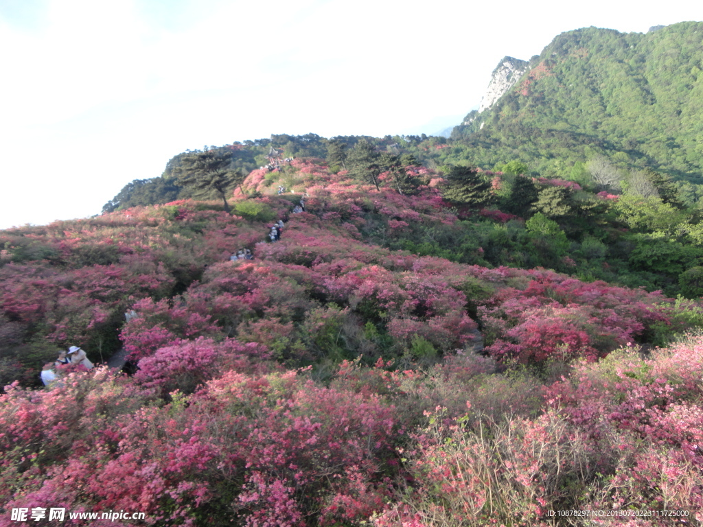 麻城杜鹃花