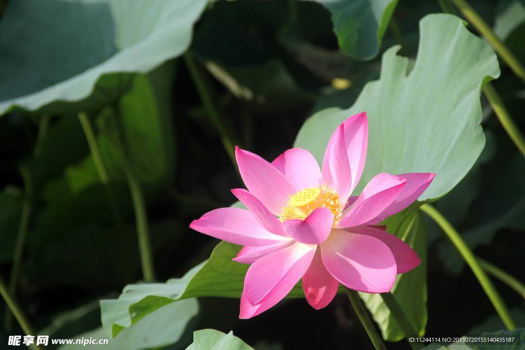 荷花
