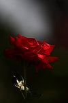 月季花