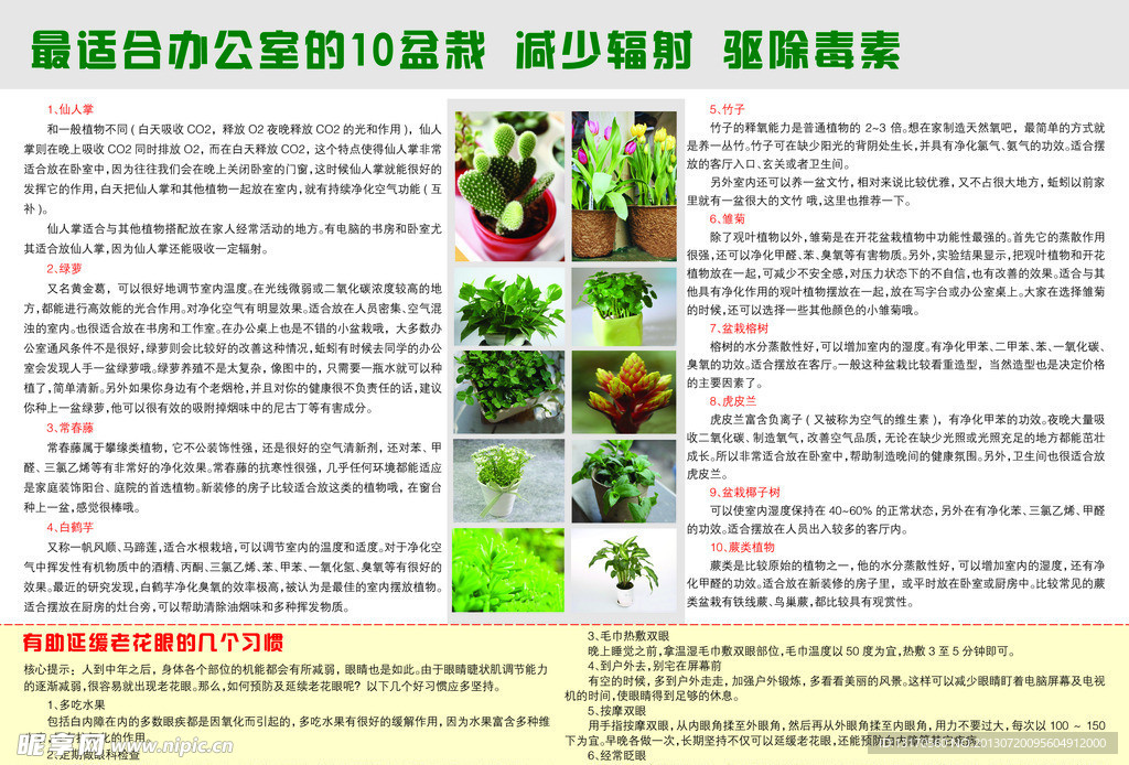 办公室10种盆栽