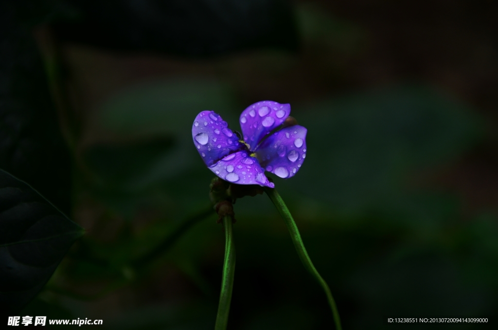 豆角花瓣