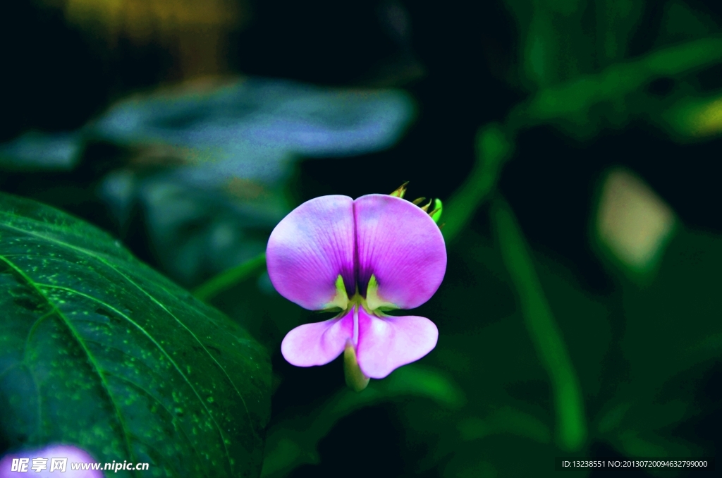 豆角花