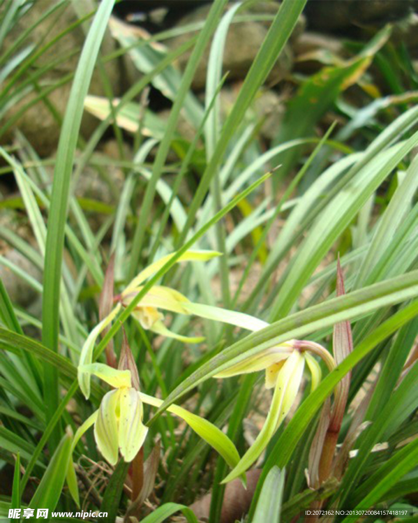 山兰春兰胡姬花君子兰