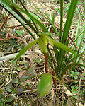 兰花山兰春兰胡姬花