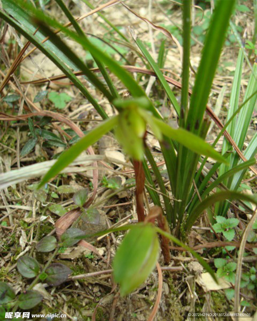 兰花山兰春兰胡姬花