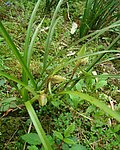 兰花春兰山兰胡姬花
