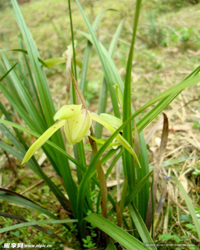 兰花春兰山兰君子兰