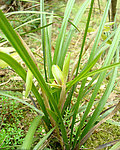 兰花草春兰君子兰