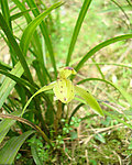 春兰山兰胡姬花君子兰
