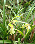 山兰春兰胡姬花君子兰