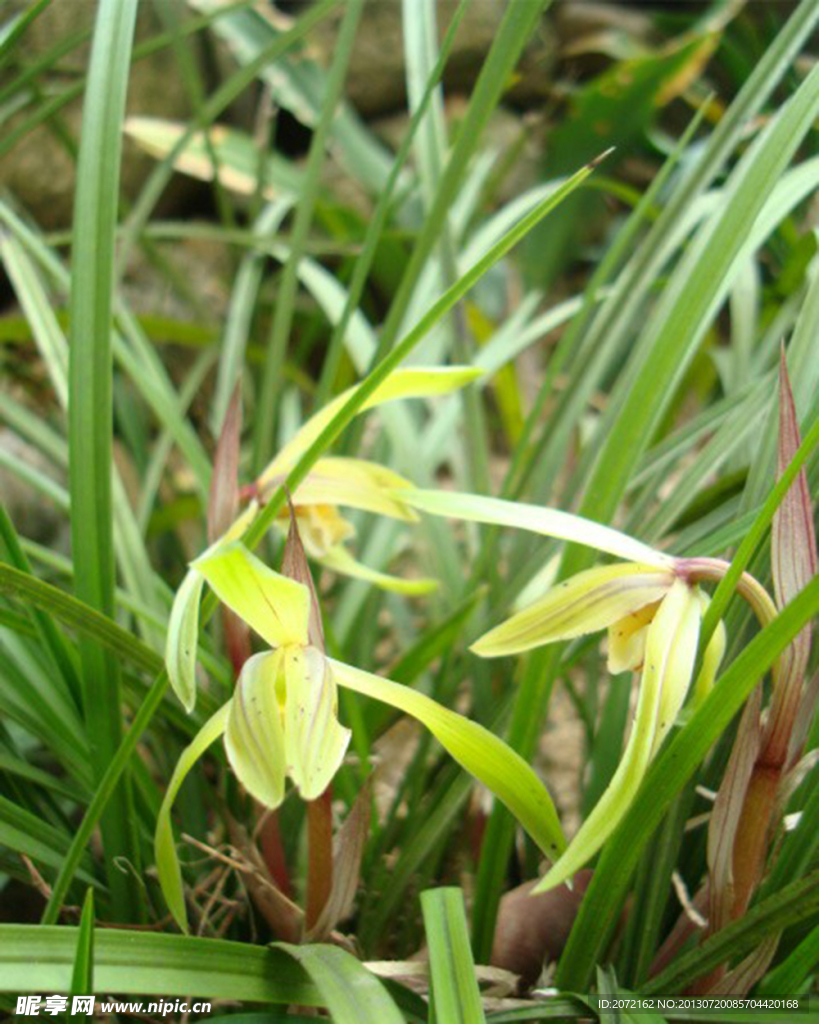 山兰春兰胡姬花君子兰