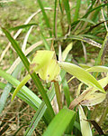 山兰春兰胡姬花君子兰
