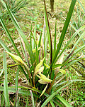 兰花春兰山兰胡姬花