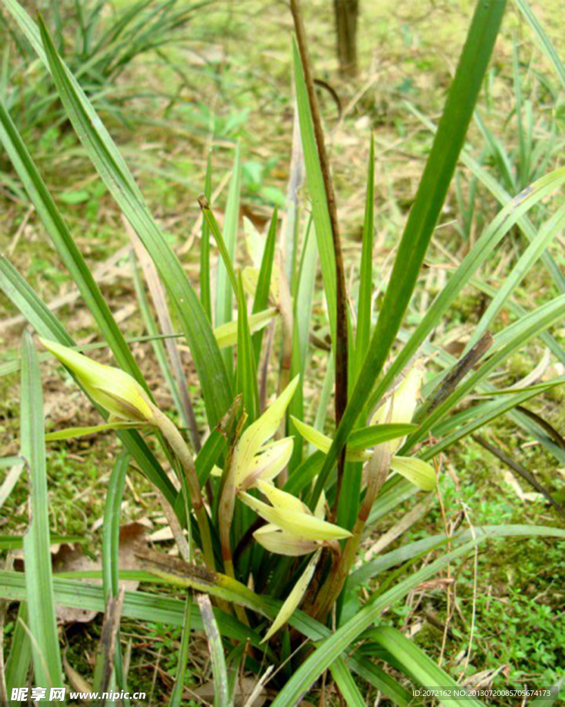 兰花春兰山兰胡姬花