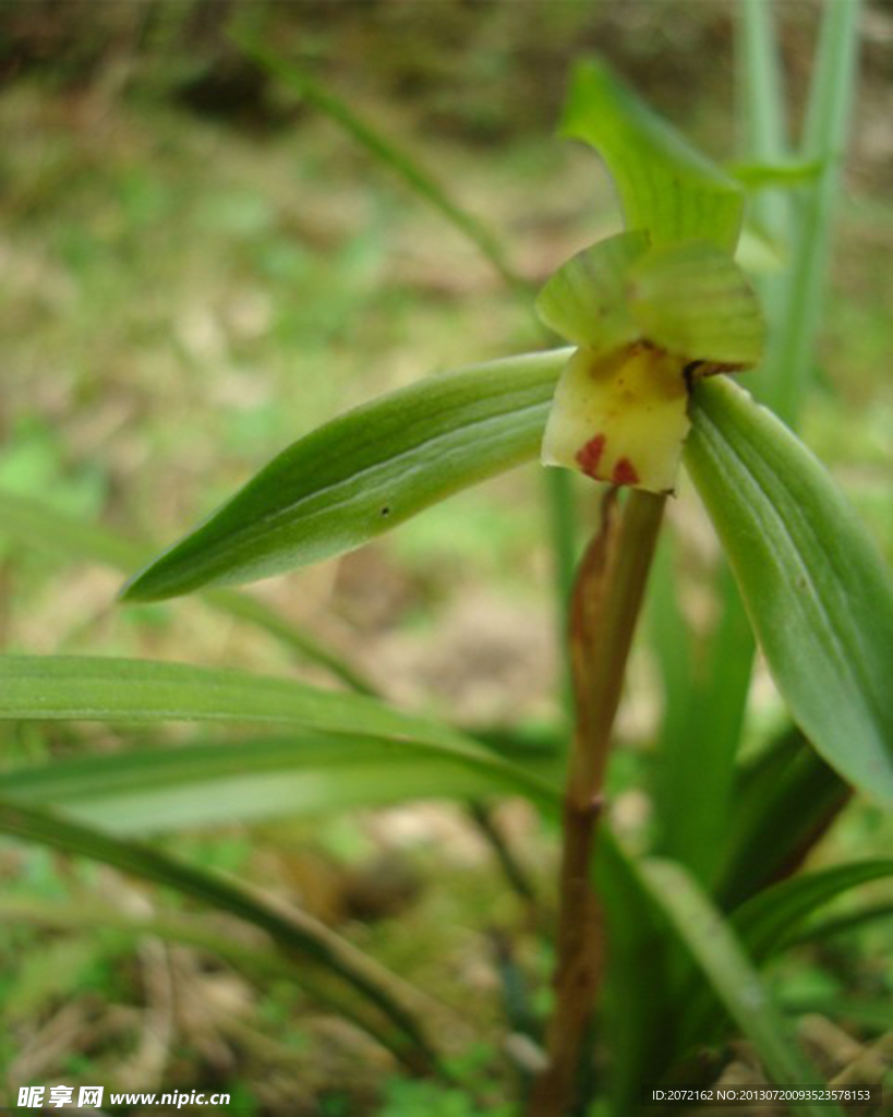 兰花春兰山兰胡姬花