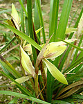 兰花春兰山兰胡姬花