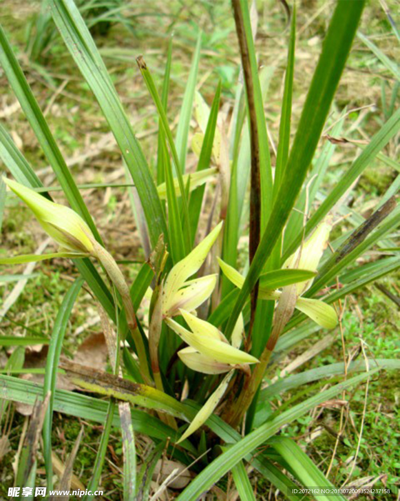 兰花春兰山兰胡姬花