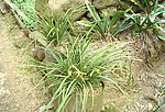 兰花春兰山兰胡姬花