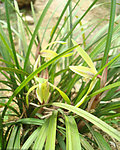 兰花春兰山兰胡姬花