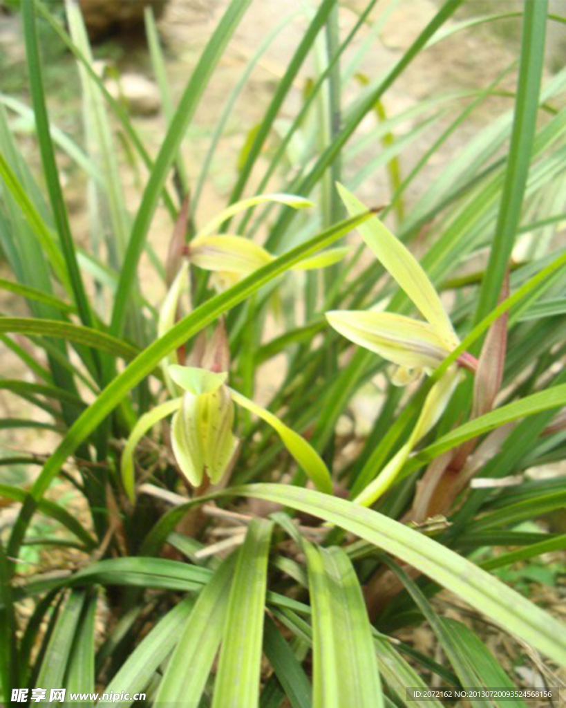 兰花春兰山兰胡姬花