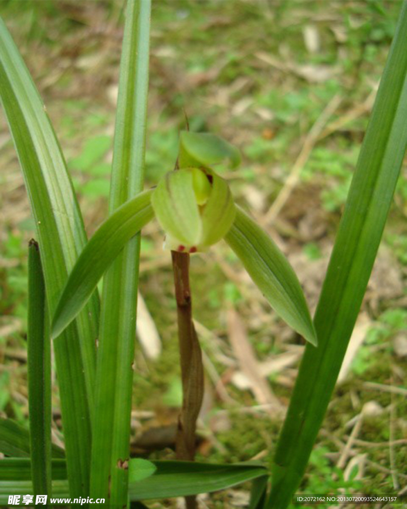 兰花春兰山兰胡姬花