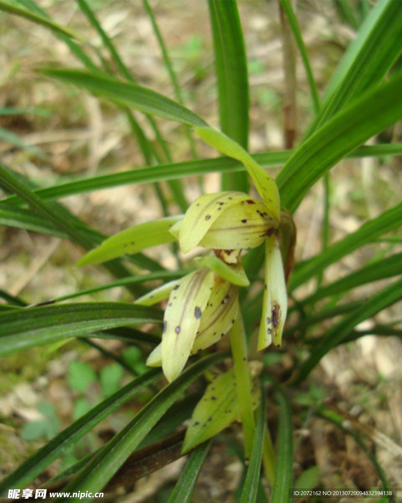 兰花春兰山兰胡姬花