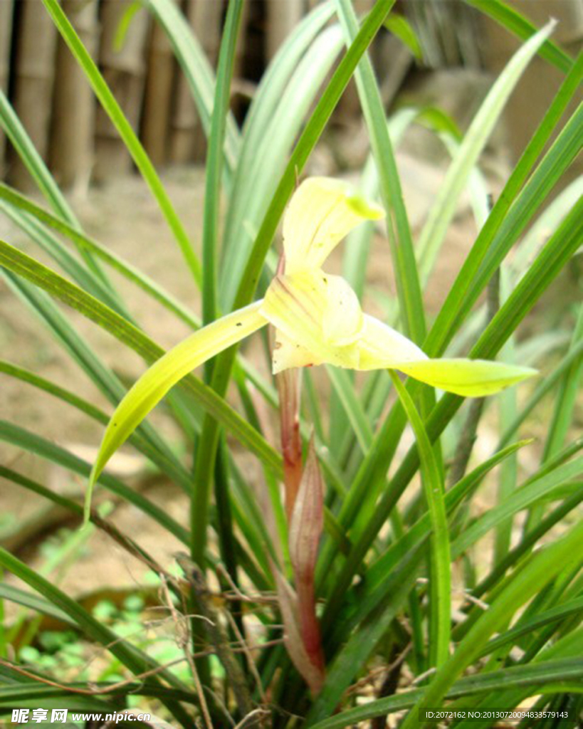 兰花春兰山兰胡姬花