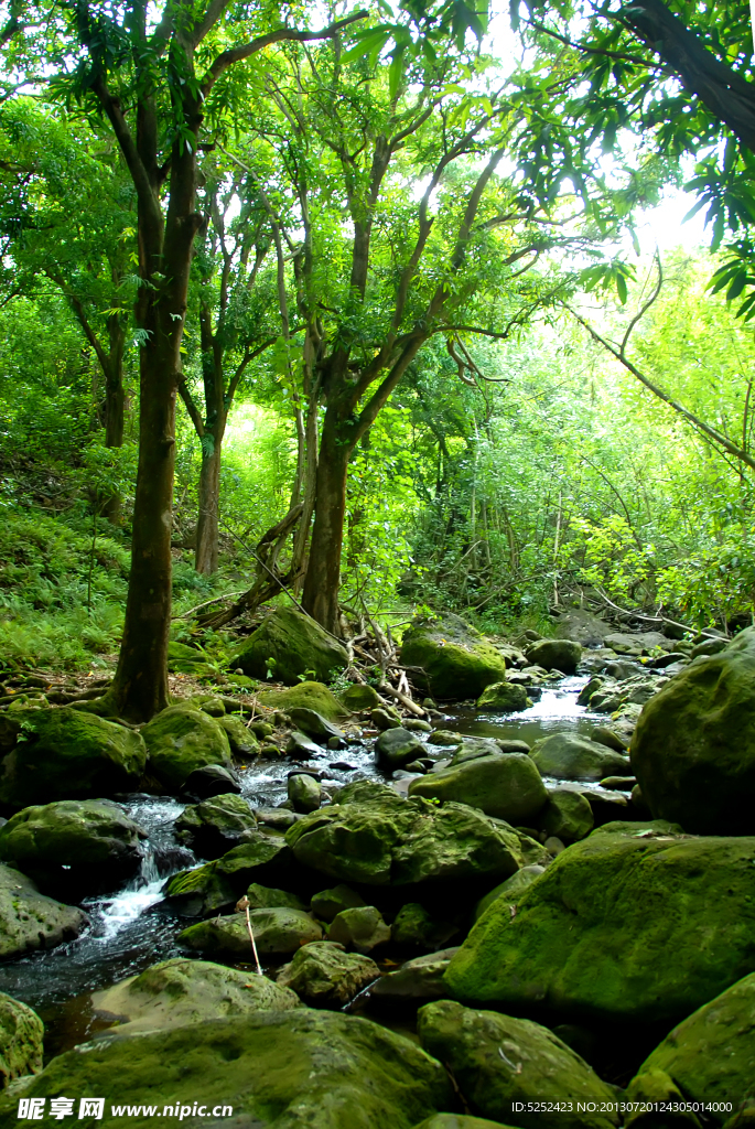 森林