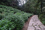 茶林