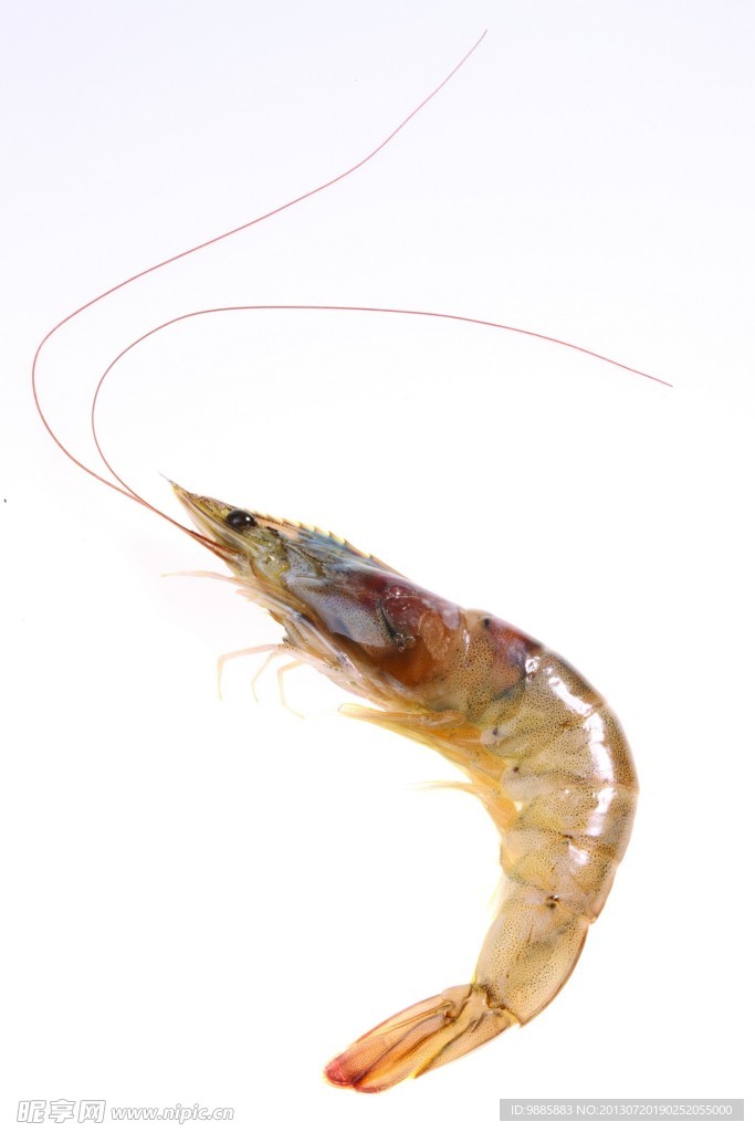 鲜虾