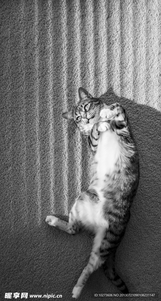 家猫