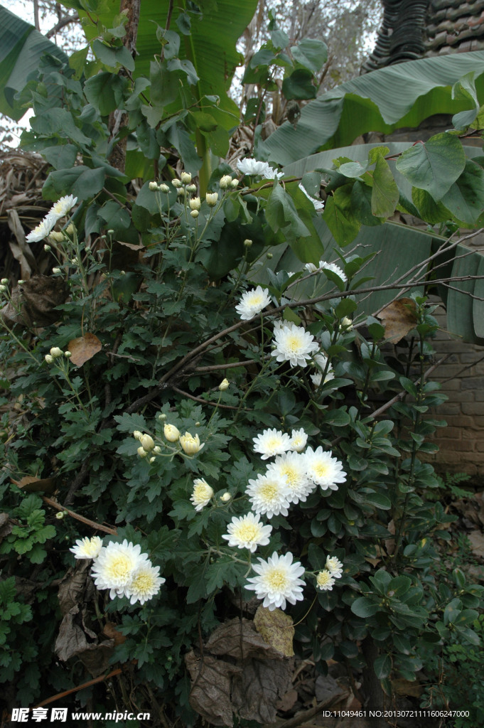 菊花