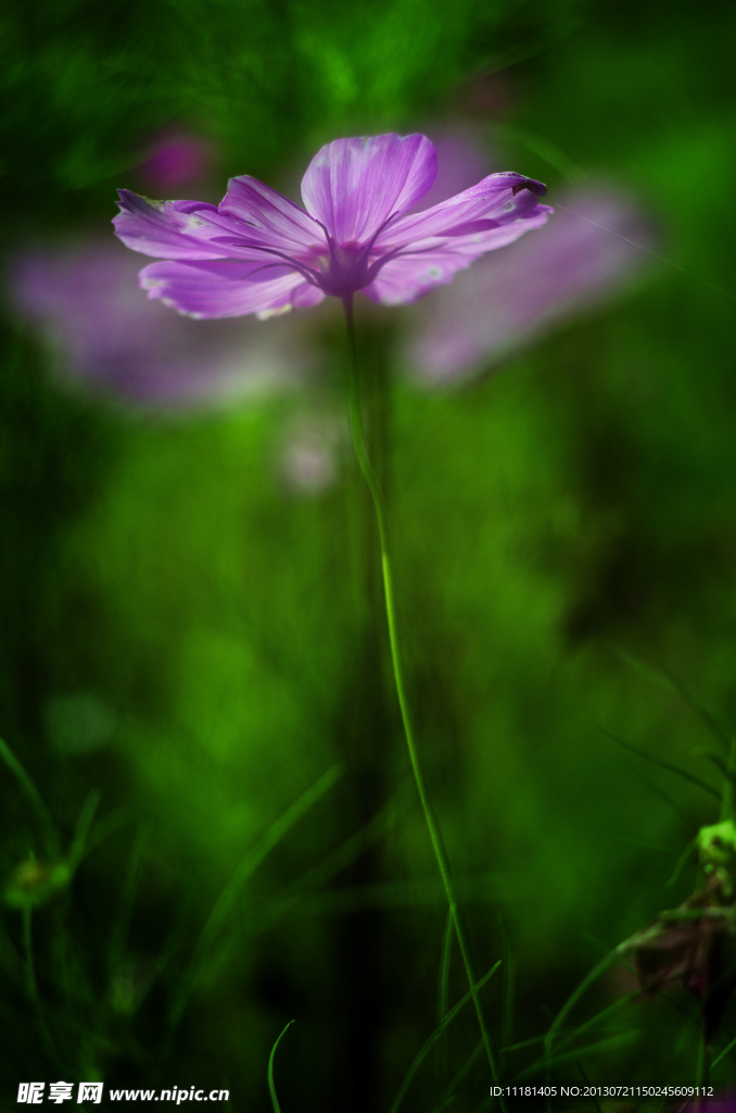 格桑花